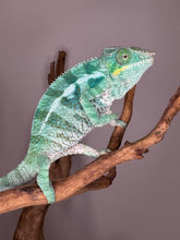 Load image into Gallery viewer, Beautiful ambanja panther chameleon in shades of green, turquoise, yellow and red rain on belly.