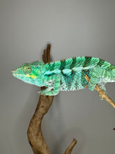 Load image into Gallery viewer, Ambanja panther chameleon standing on a branch.
