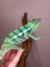Load image into Gallery viewer, Juvenile panther chameleon standing on a hand.