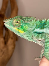 Load image into Gallery viewer, Closeup of turquoise Ambanja face with bright yellow coloring of mouth, eyes and cheek.