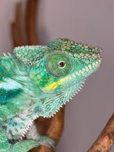 Load image into Gallery viewer, Closeup of turquoise Ambanja face with bright yellow coloring of mouth, eyes and cheek.