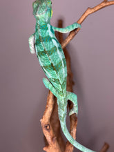 Load image into Gallery viewer, Ambanja panther chameleon top down view of back with beautiful turquoise barring.