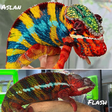 Load image into Gallery viewer, Ambilobe Panther Chameleon sire and dam-sire pairing- Aslan x Flash, at FramsChams.