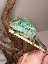 Load image into Gallery viewer, AMBANJA Panther Chameleon: (E7)