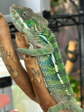 Load image into Gallery viewer, AMBILOBE Panther Chameleon: Frank x Sandy (C5)