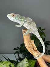 Load image into Gallery viewer, AMBILOBE male panther chameleon: Flash x Opal (R3)