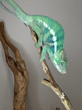 Load image into Gallery viewer, AMBANJA Panther Chameleon: (E22)