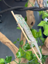 Load image into Gallery viewer, AMBILOBE Panther Chameleon: Magnus x Emma (Q5)