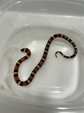 Load image into Gallery viewer, Apricot Pueblan Milk Snake- (MS3)