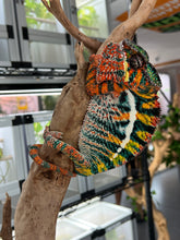 Load image into Gallery viewer, AMBILOBE Panther Chameleon: WC Hawkeye x Nugget (F4)