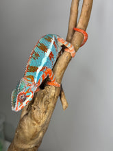 Load image into Gallery viewer, AMBILOBE Panther Chameleon: (J1)