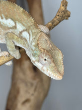 Load image into Gallery viewer, AMBILOBE FEMALE Panther Chameleon: šŗ (S3)