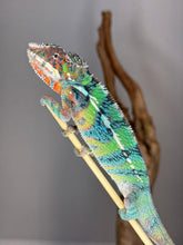 Load image into Gallery viewer, AMBILOBE Male Panther Chameleon: (E14)