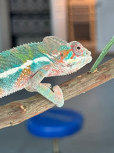 Load image into Gallery viewer, AMBILOBE Male Panther Chameleon: (E8)