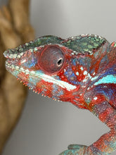 Load image into Gallery viewer, AMBANJA Panther Chameleon: (E23)