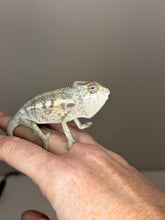 Load image into Gallery viewer, SAMBAVA Panther Chameleon: (E5)