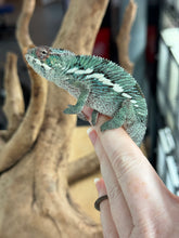 Load image into Gallery viewer, AMBILOBE Panther Chameleon: Starburst x Margaret (R10)