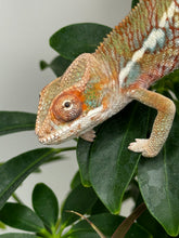 Load image into Gallery viewer, Ambilobe Male (R9)