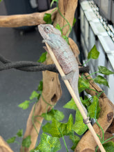 Load image into Gallery viewer, AMBANJA Panther Chameleon: Blue Inferno x Tango (E9)