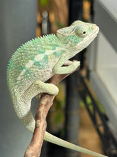 Load image into Gallery viewer, AMBILOBE Panther Chameleon: (E19)