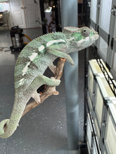 Load image into Gallery viewer, SAMBAVA Panther Chameleon: (E5)