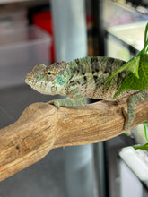 Load image into Gallery viewer, AMBANJA Panther Chameleon: Dubois x Ellie (E7)