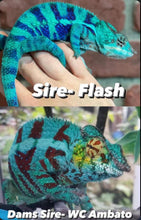 Load image into Gallery viewer, AMBANJA FEMALE Panther Chameleon x WC (S12)
