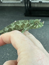 Load image into Gallery viewer, Male Jackson’s Chameleon: I7