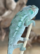 Load image into Gallery viewer, ANKILOBE Panther Chameleon: Ankify x Ambilobe (R10)