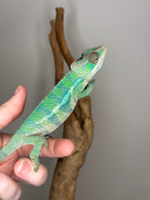 Load image into Gallery viewer, AMBILOBE Male Panther Chameleon: (E10)