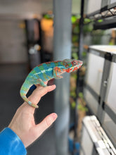 Load image into Gallery viewer, AMBILOBE Panther Chameleon: (J5)