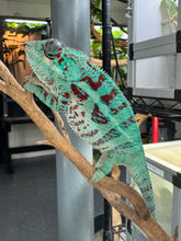 Load image into Gallery viewer, AMBANJA Panther Chameleon: (E8)