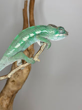 Load image into Gallery viewer, AMBILOBE Panther Chameleon: (E3)