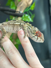 Load image into Gallery viewer, AMBILOBE Panther Chameleon: Magnus x Skittles (E15)