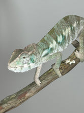 Load image into Gallery viewer, AMBILOBE Panther Chameleon: (E12)