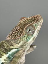 Load image into Gallery viewer, AMBILOBE Male Panther Chameleon: (E32)