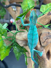 Load image into Gallery viewer, AMBANJA Panther Chameleon: Blue Inferno x Tango (E12)