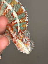 Load image into Gallery viewer, AMBILOBE Panther Chameleon: (J2)