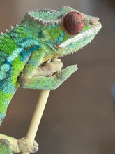 Load image into Gallery viewer, AMBILOBE Panther Chameleon: Jimmy Walker x Dianne (S19)