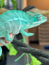 Load image into Gallery viewer, AMBANJA Panther Chameleon: Blue Inferno x Tango (E12)