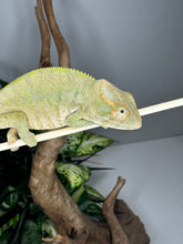 Load image into Gallery viewer, AMBANJA FEMALE Panther Chameleon: Neon Nights x Tango (S19)