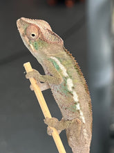 Load image into Gallery viewer, AMBILOBE male: Sam x Georgia (R9)