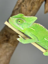 Load image into Gallery viewer, FEMALE Veiled Chameleon (I16)