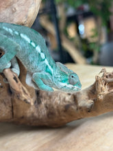 Load image into Gallery viewer, AMBILOBE Panther Chameleon: Frank x Sandy (Q1)