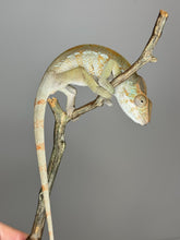 Load image into Gallery viewer, AMBILOBE FEMALE Panther Chameleon: 🚺 (E6)