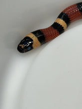 Load image into Gallery viewer, Apricot Pueblan Milk Snake- (MS1)