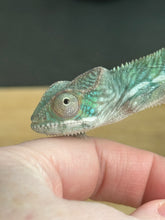 Load image into Gallery viewer, AMBILOBE Panther Chameleon: Frank x Sandy (Q7)