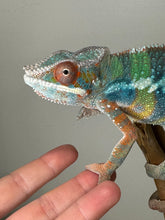 Load image into Gallery viewer, AMBILOBE Panther Chameleon male:(J6)