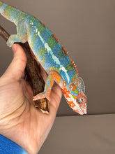 Load image into Gallery viewer, AMBILOBE Panther Chameleon: (J5)