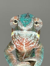 Load image into Gallery viewer, AMBILOBE Male Panther Chameleon: (K1)